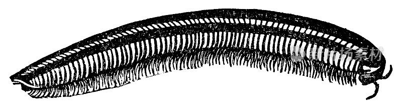 千足虫(Julus Terrestris) - 19世纪